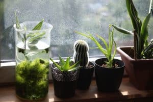 pflanzen-für-dunkle-raeume-kaufen-tipps