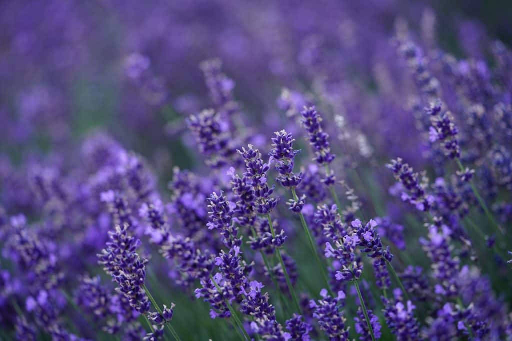 Lavendel-schneiden-anleitung