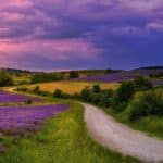 Lavendel-schneiden-erfahrungen